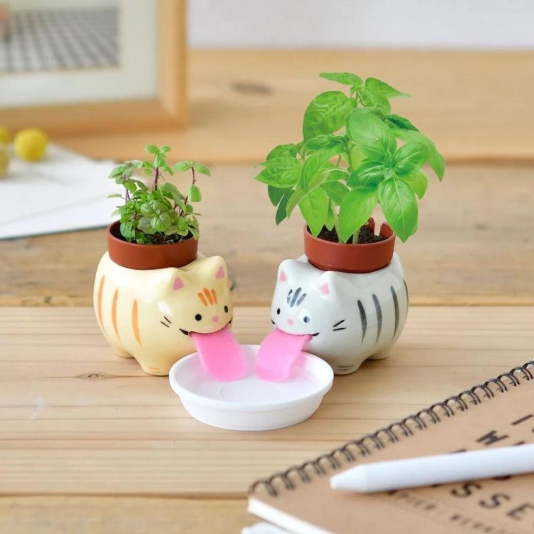 Brandless Tabby Cat - Bosaardbei (Ginger) - Panache (Koksijde)