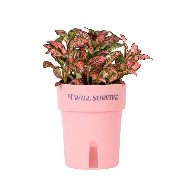 Fisura Zelfwatergevende bloempot 