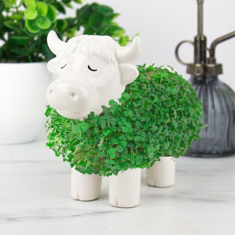 Gift Republic Chia Planter - Highland Cow (Wit) - Panache (Koksijde)