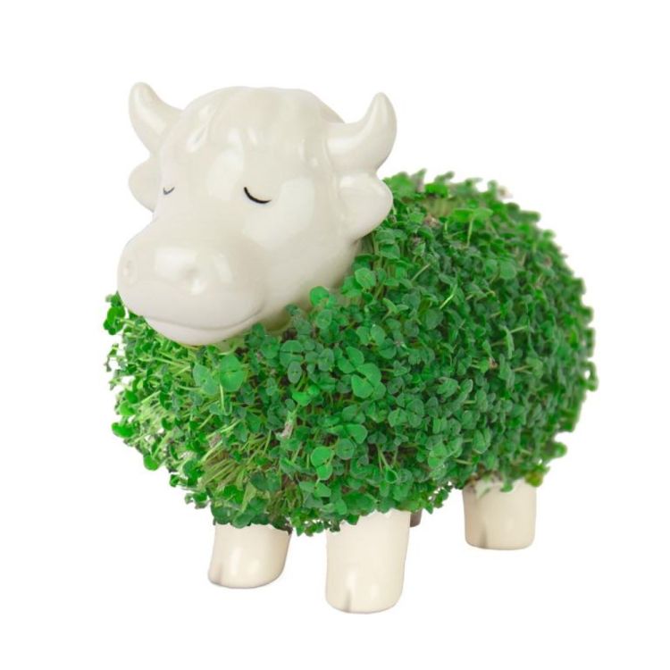 Gift Republic Chia Planter - Highland Cow (Wit) - Panache (Koksijde)
