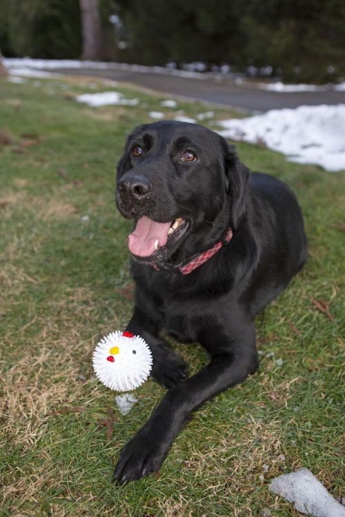 Kikkerland Bal voor honden Kip (Multi) - Panache (Koksijde)