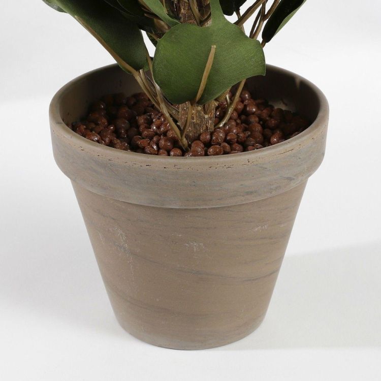 Mica Ficus exotica groen in pot Stan grijs d13,5cm - h65xd40cm (Groen) - Panache (Koksijde)