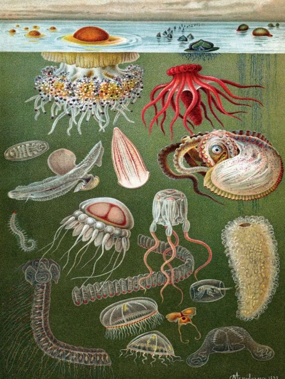 New York Puzzle Company Under the Sea - 1000 pieces () - Panache (Koksijde)