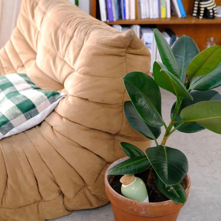 Pepin - Plant Care Olla - Groen (Green) - Panache (Koksijde)