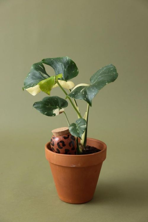Pepin - Plant Care Olla - Léopart (Leopard) - Panache (Koksijde)
