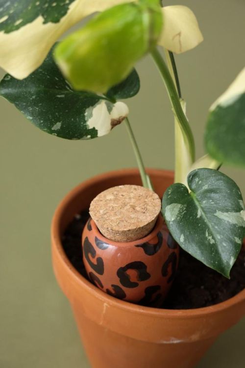 Pepin - Plant Care Olla - Léopart (Leopard) - Panache (Koksijde)