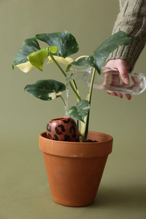 Pepin - Plant Care Olla - Léopart (Leopard) - Panache (Koksijde)