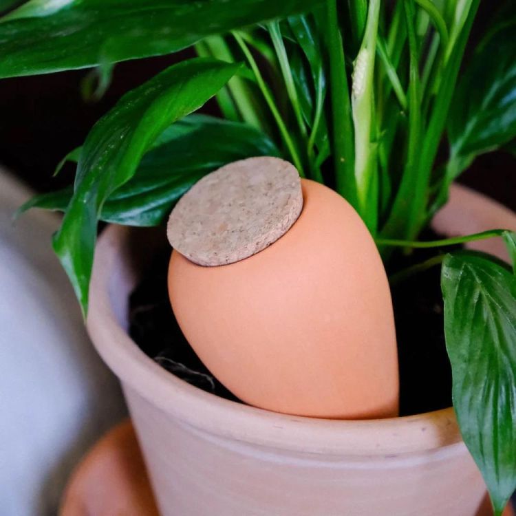 Pepin - Plant Care Olla - Terracotta (Terracotta) - Panache (Koksijde)