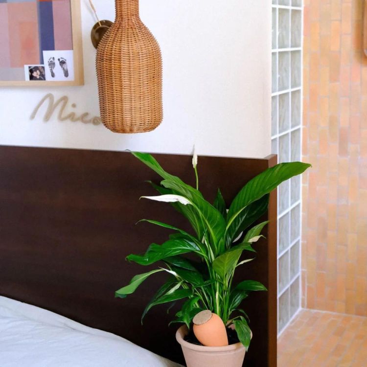 Pepin - Plant Care Olla - Terracotta (Terracotta) - Panache (Koksijde)