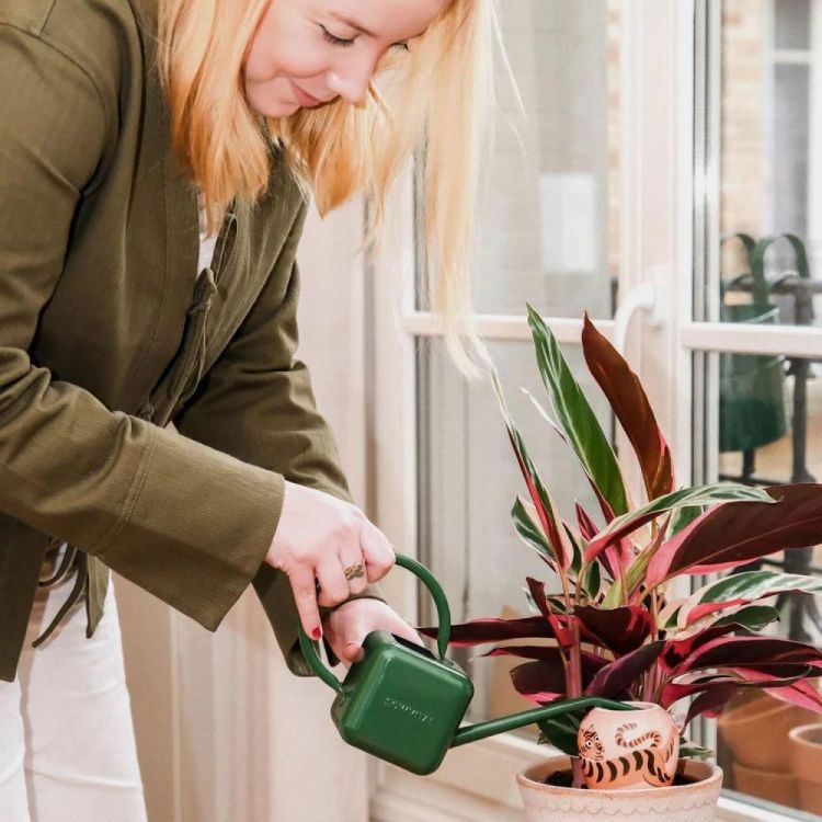 Pepin - Plant Care Olla - Tigre x Camille Gressier (Tiger) - Panache (Koksijde)