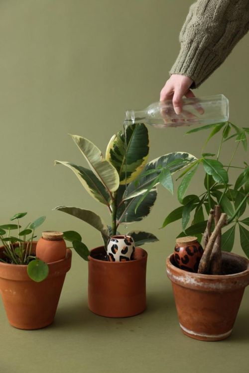 Pepin - Plant Care Trio Mini Olla - Graou (Multi) - Panache (Koksijde)