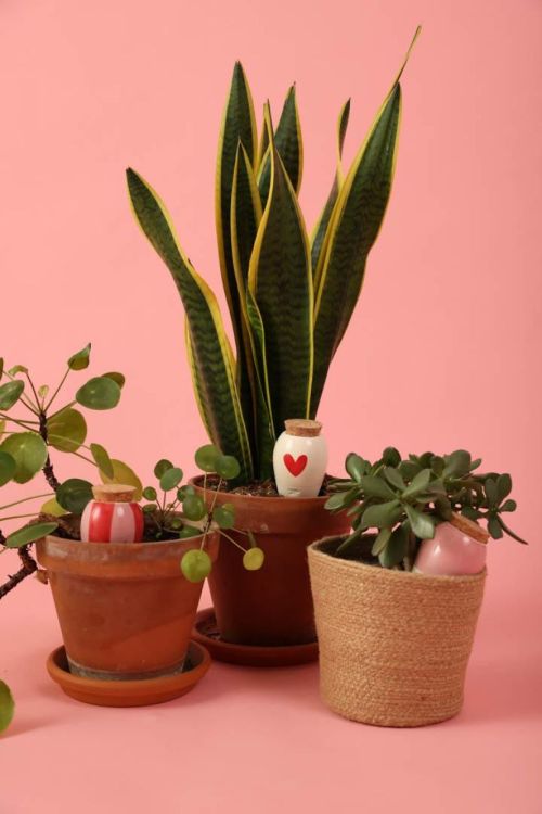 Pepin - Plant Care Trio Mini Olla - Lovers (Multi) - Panache (Koksijde)