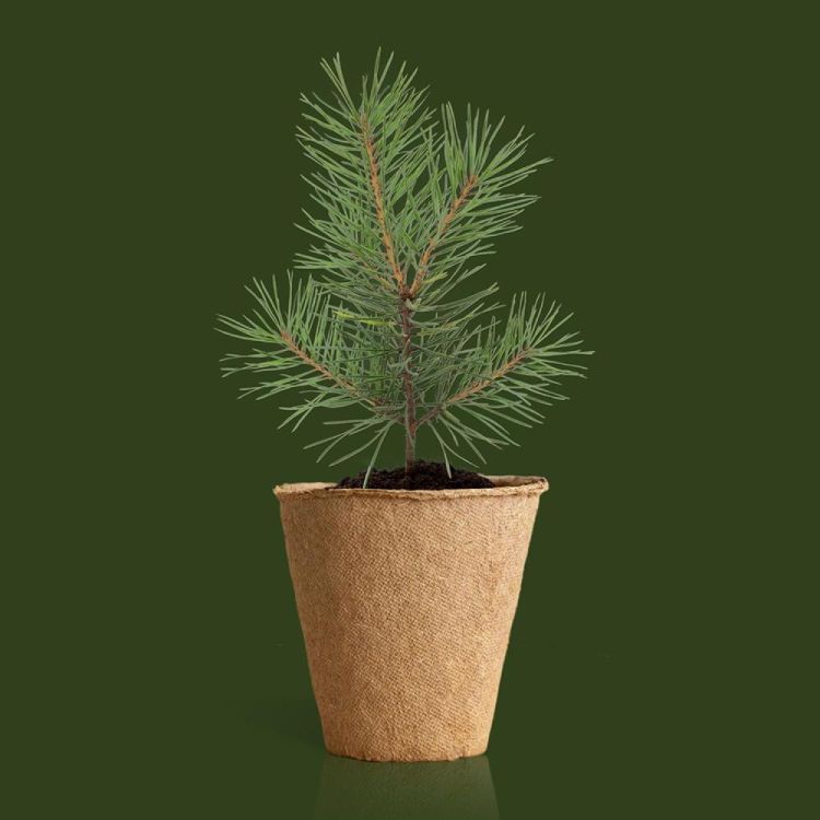 Resetea Kerstboom groeikit () - Panache (Koksijde)