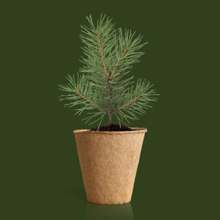 Resetea Kit Arbre de Noël () - Panache (Koksijde)