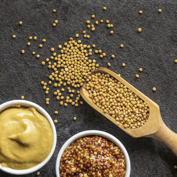 Resetea Kweekset Mosterdplant () - Panache (Koksijde)