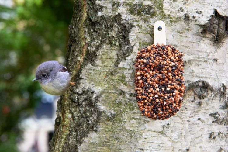Studio Carmela Bogman Set Delicious Red - Desserts for Birds (Multi) - Panache (Koksijde)