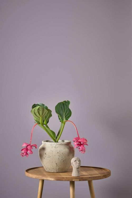 Villa Collection Tafel 70x45cm eik (Eik) - Panache (Koksijde)