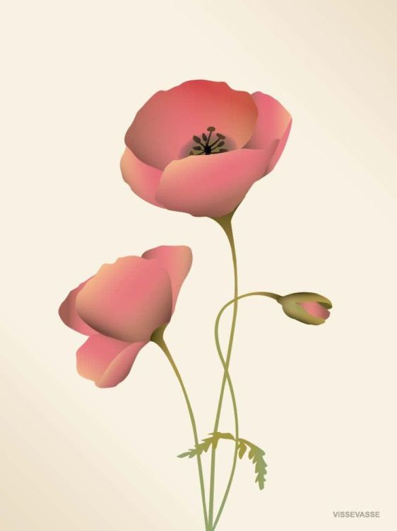 ViSSEVASSE poppy meringue - greeting card () - Panache (Koksijde)