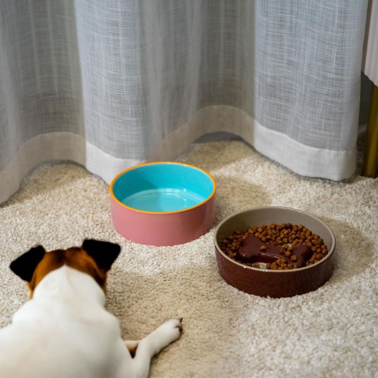 WD Lifestyle Slow Feeder Hond M (Multi) - Panache (Koksijde)