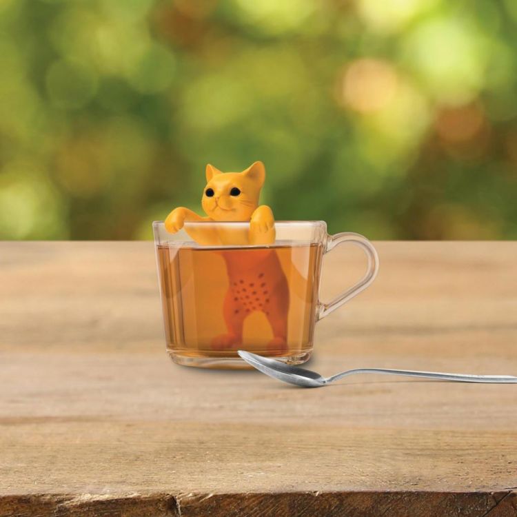 Winkee Thee-ei Meow Kat (Oranje) - Panache (Koksijde)